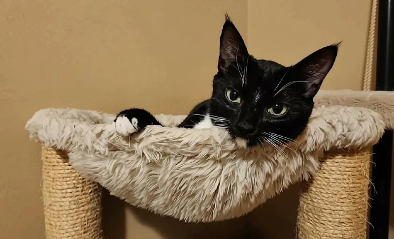 Tuxie thumbnail 4