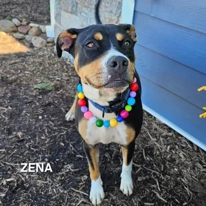 An adult large-sized female Mixed Breed dog named Warrior Princess Zena for adoption in Sevierville, TN