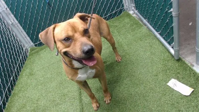 A young medium-sized male Pit Bull Terrier dog named Scooby for adoption in Downey, CA