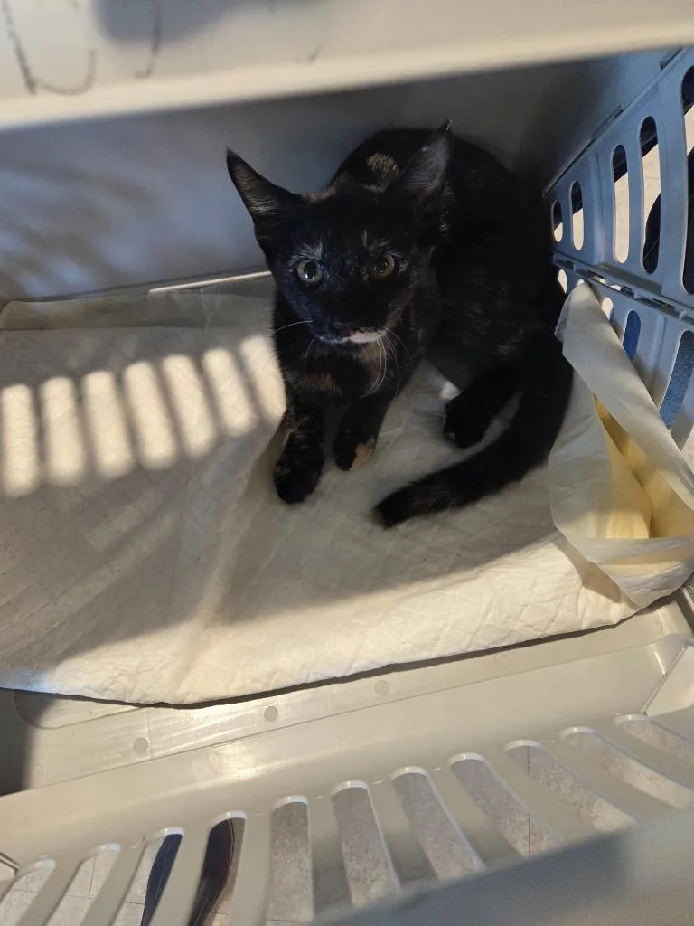 A baby medium-sized female Domestic Short Hair cat named Helen for adoption in Bossier City, LA