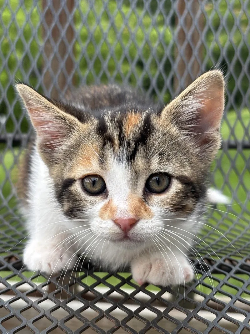 Piper