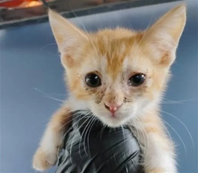 A baby small-sized female Domestic Short Hair cat named Francine for adoption in San Bernardino, CA