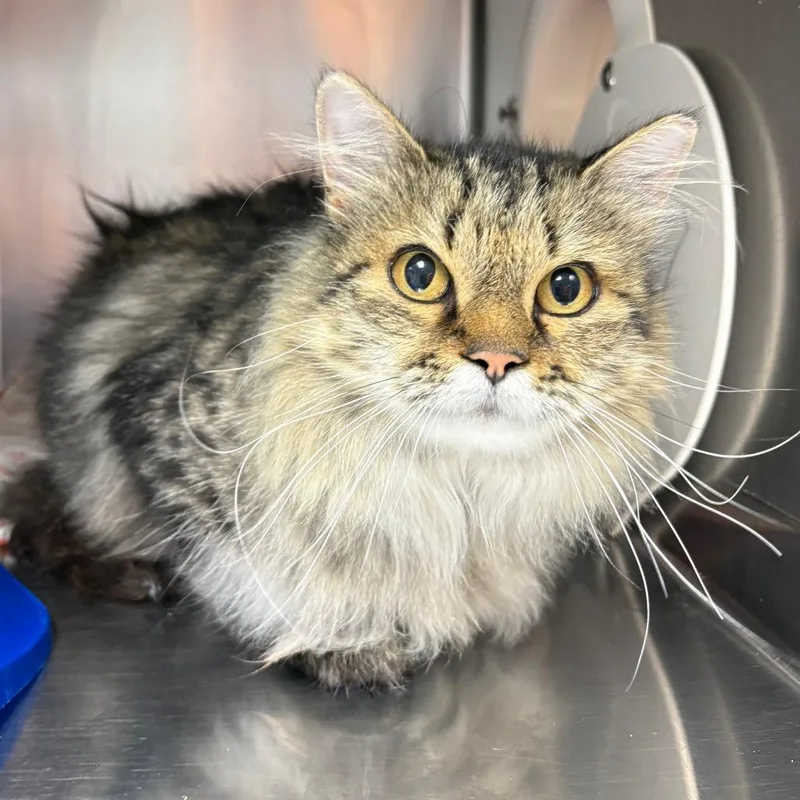 An adult large-sized female Domestic Long Hair cat named Freya for adoption in Crookston, MN