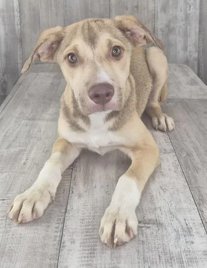 An adult small-sized female Mixed Breed dog named Peppermint Patty for adoption in Shreveport, LA