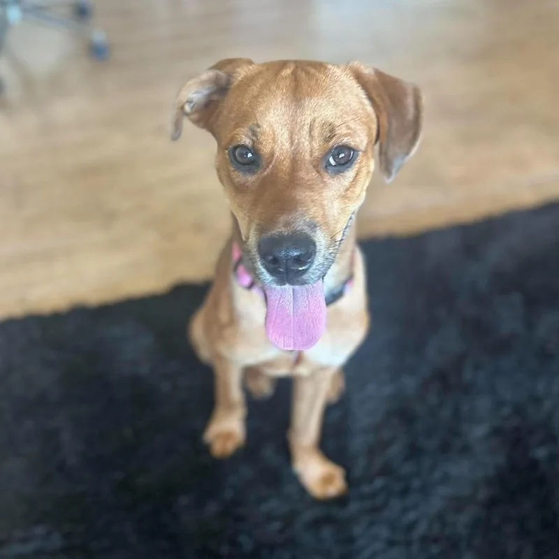 A young small-sized female Golden Rhodesian Ridgeback dog named Amy for adoption in Tampa, FL