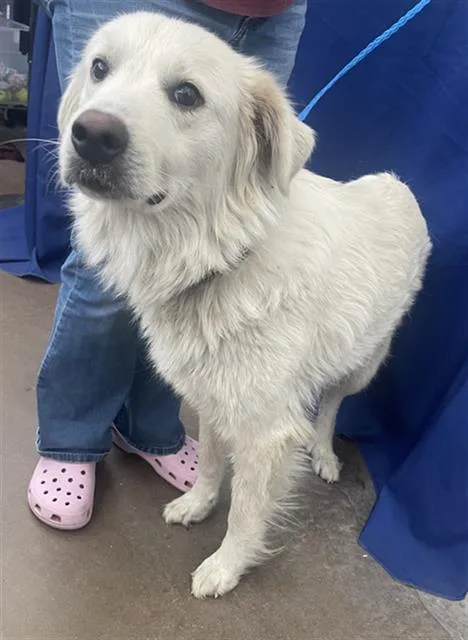An adult large-sized female Mixed Breed dog named Lola for adoption in Dallas, TX