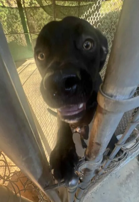An adult large-sized male Black Labrador Retriever dog named Kojack for adoption in Sheboygan, WI