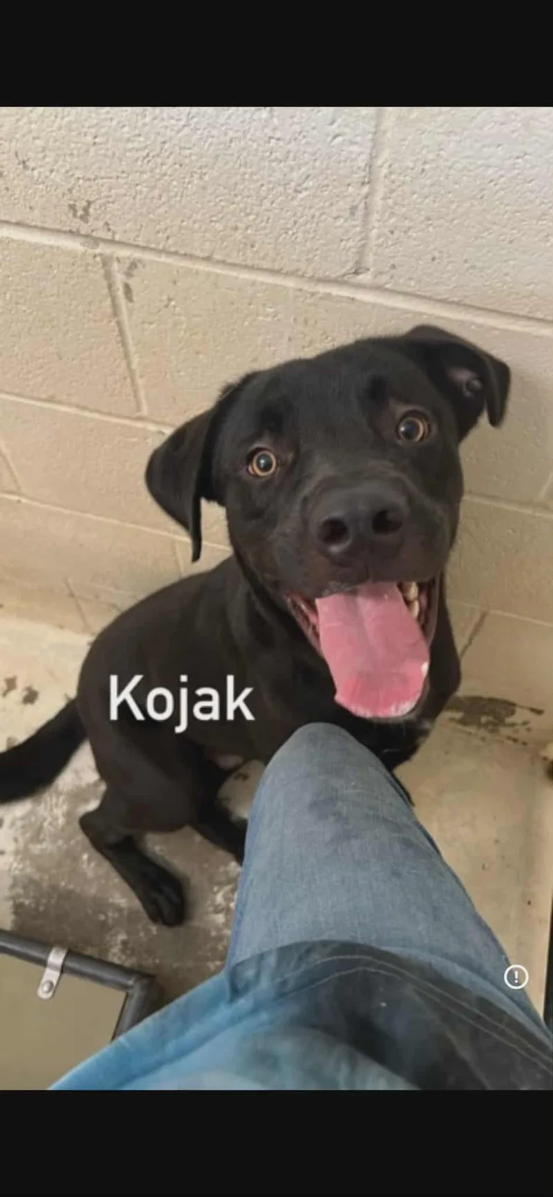 Kojack thumbnail 2
