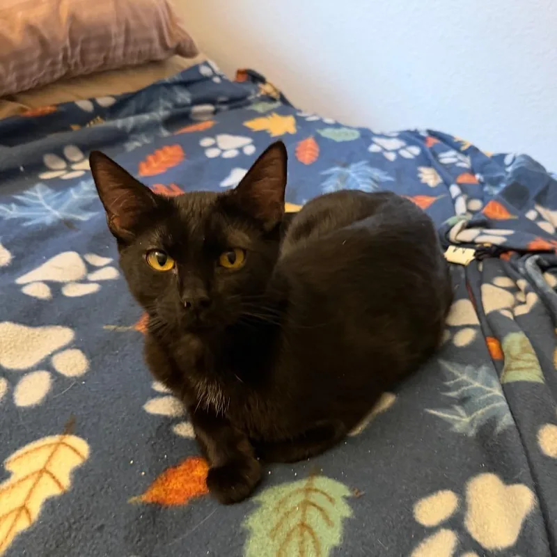 A young small-sized female Black Domestic Short Hair cat named Raja for adoption in Tustin, CA