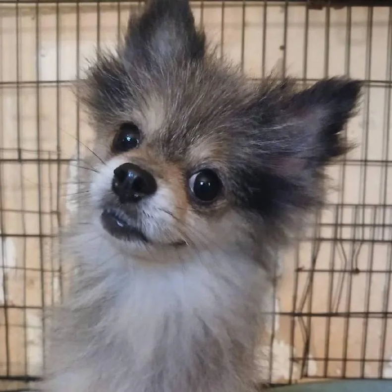 A young small-sized male Tricolor (Brown, Black, & White) Pomeranian dog named Cricket for adoption in Chicopee, MA