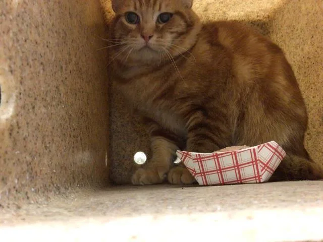 An adult small-sized male Domestic Short Hair cat named Tang for adoption in Riverside, CA