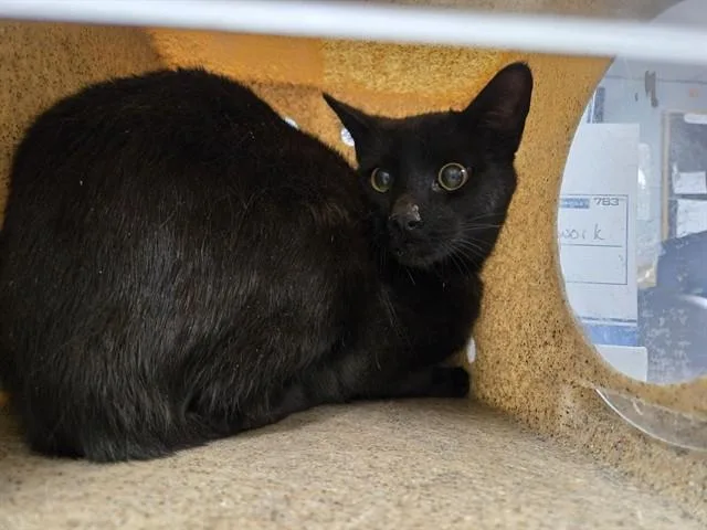 An adult medium-sized male Domestic Short Hair cat named Twilight for adoption in Casper, WY