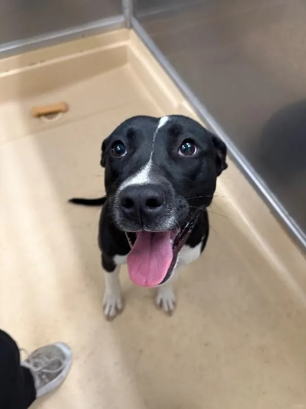 An adult medium-sized female Black Pit Bull Terrier dog named Bonnie for adoption in Burgaw, NC