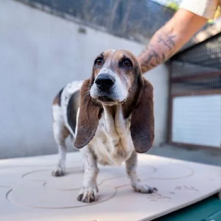 A senior medium-sized female Brown / Chocolate Basset Hound dog named Haley for adoption in Salem, OR