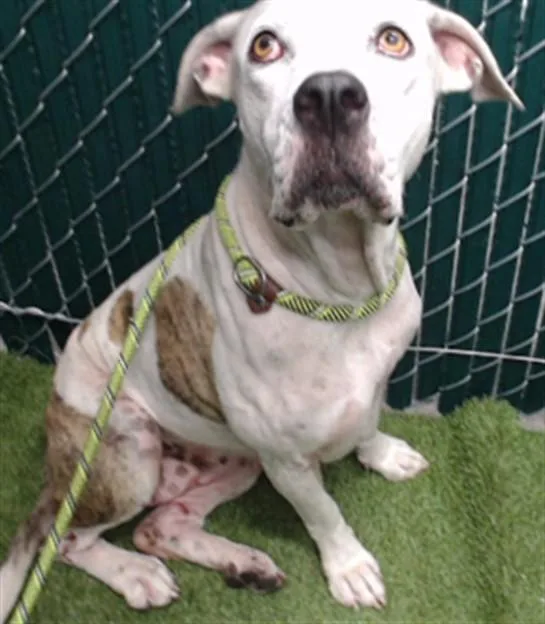 An adult medium-sized female Pit Bull Terrier dog named Flower for adoption in Downey, CA