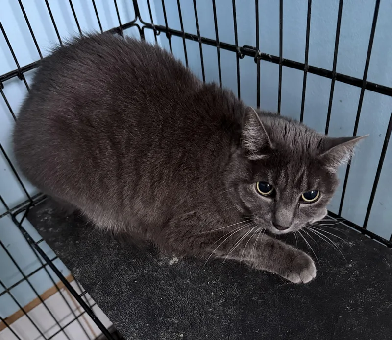An adult medium-sized female Gray / Blue / Silver Domestic Short Hair cat named Wisp for adoption in Deming, NM