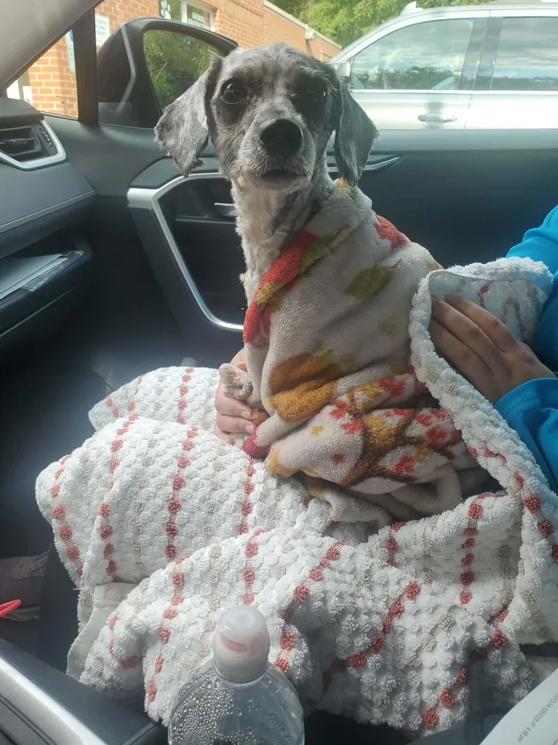 An adult small-sized female Poodle dog named Iris Aug for adoption in Pacolet, SC