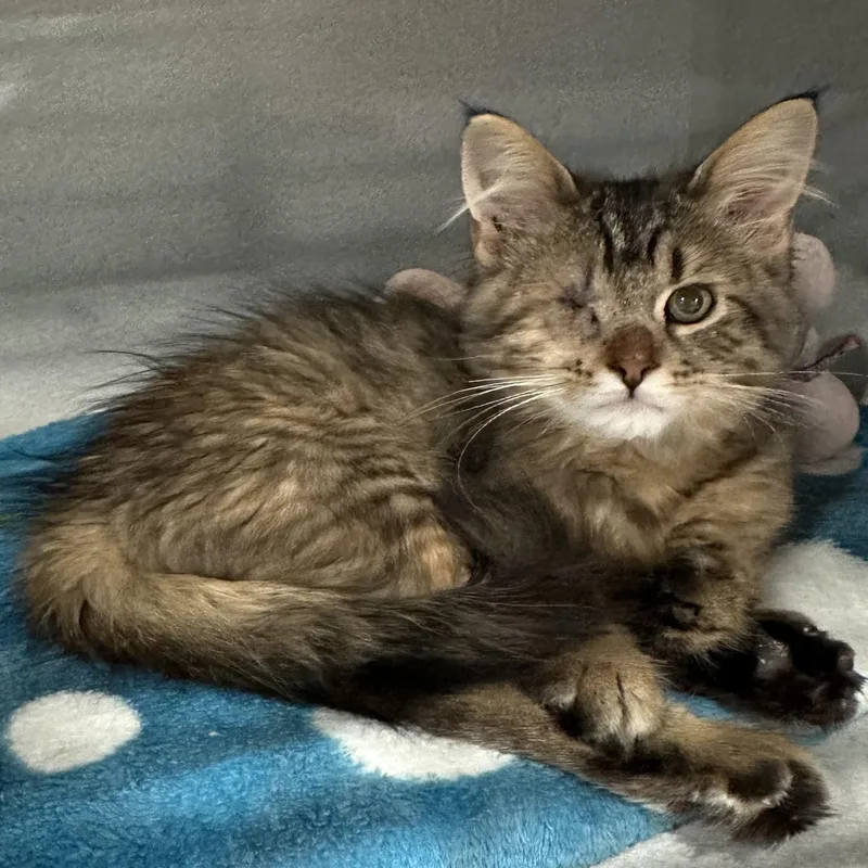 A young small-sized female Tabby (Brown / Chocolate) Domestic Medium Hair cat named Moana for adoption in Webster City, IA