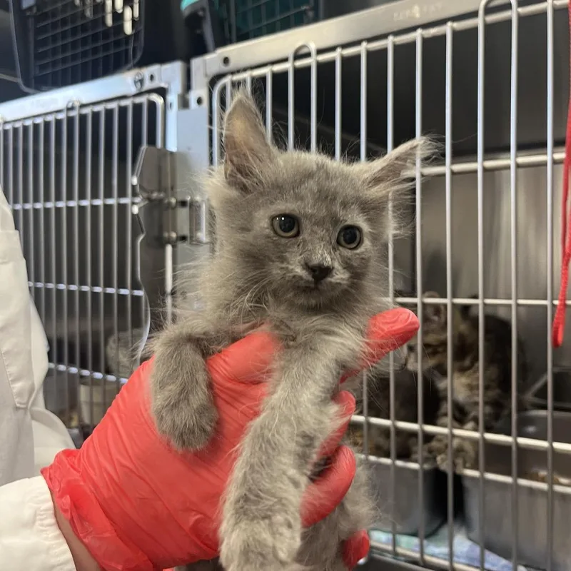 A baby small-sized male Domestic Medium Hair cat named Aioli for adoption in Houston, TX