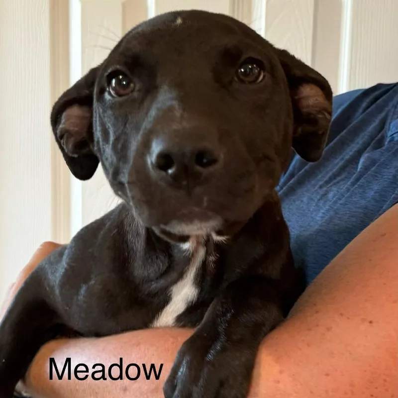 A young medium-sized female Pit Bull Terrier dog named Meadow for adoption in Kansas City, MO