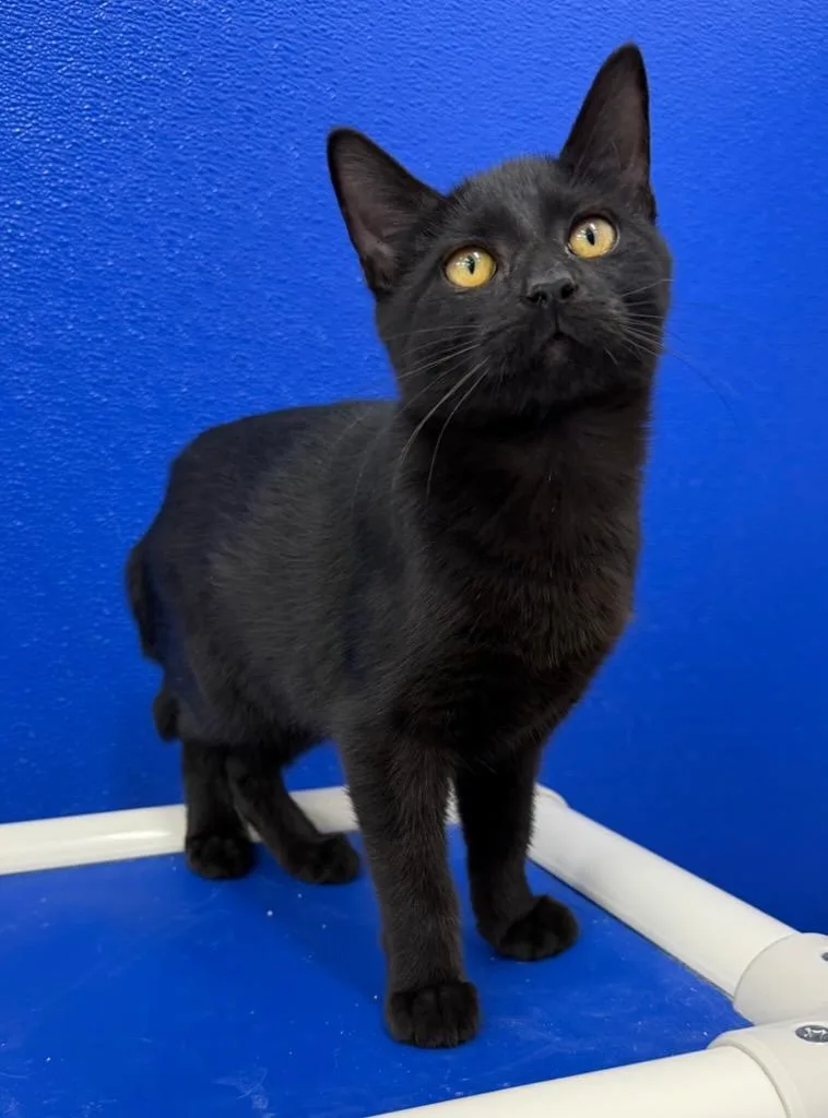 A baby medium-sized male Black Domestic Short Hair cat named Piglet for adoption in Dunkirk, NY