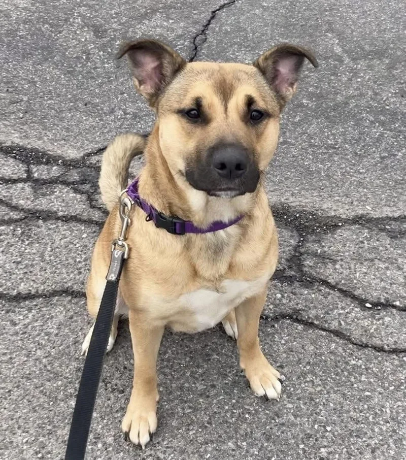 An adult medium-sized female Black Shepherd dog named Lydia for adoption in Syracuse, NY