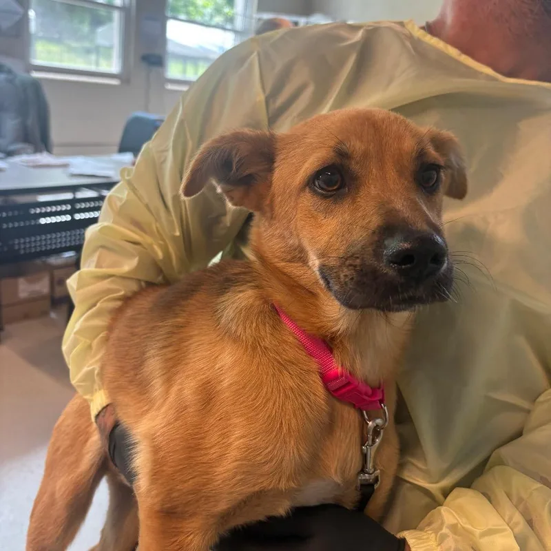 A baby small-sized female Yellow / Tan / Blond / Fawn Mixed Breed dog named Heather for adoption in Huntington, WV