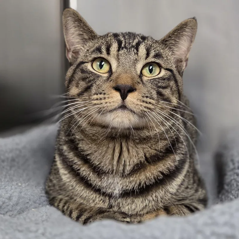 An adult large-sized male Brown / Chocolate Domestic Short Hair cat named Chico for adoption in Pittsford, VT
