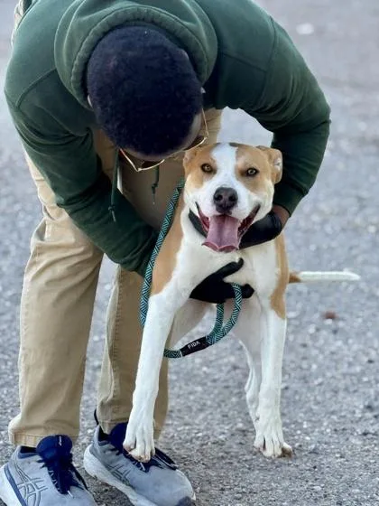 An adult large-sized male Apricot / Beige Pit Bull Terrier dog named Sephiroth for adoption in El Paso, TX