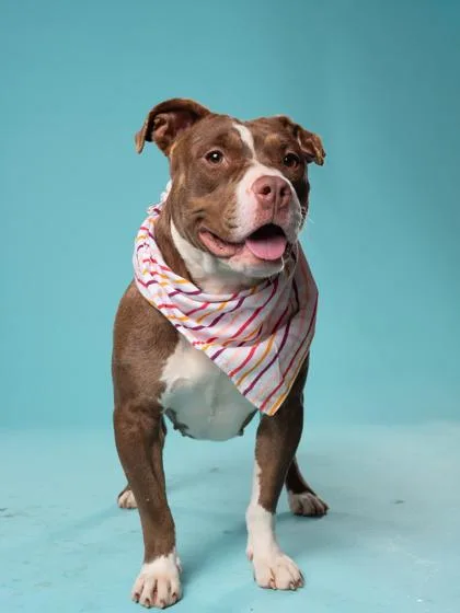 An adult large-sized female American Hairless Terrier dog named Bucket for adoption in Atlanta, GA