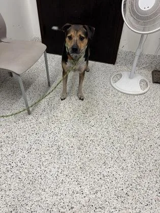 An adult medium-sized male German Shepherd Dog dog named Cayene for adoption in Atlanta, GA