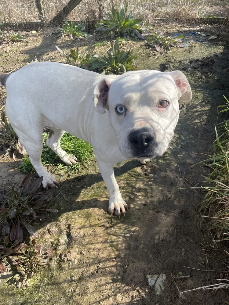 An adult medium-sized female American Bulldog dog named Ethel Daily Medication Requiredsponsored for adoption in Pontotoc, MS