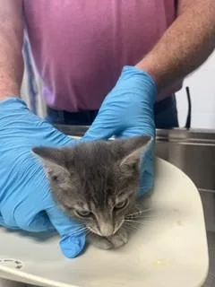 A baby small-sized male Domestic Short Hair cat named Cotton for adoption in Haw River, NC