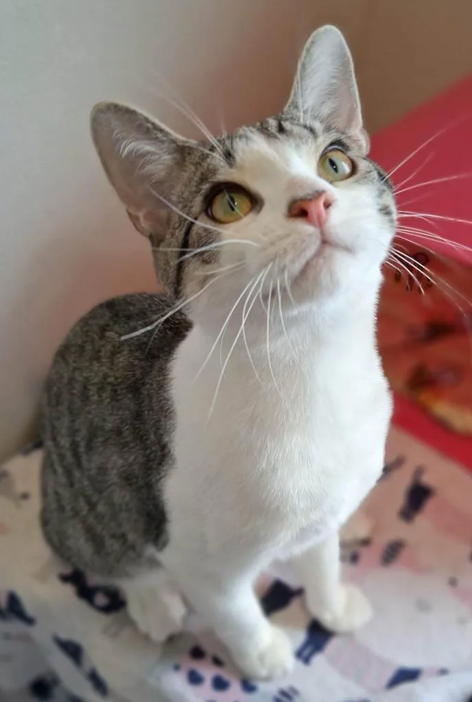 A baby small-sized male Domestic Short Hair cat named Vinnie for adoption in Fremont, OH