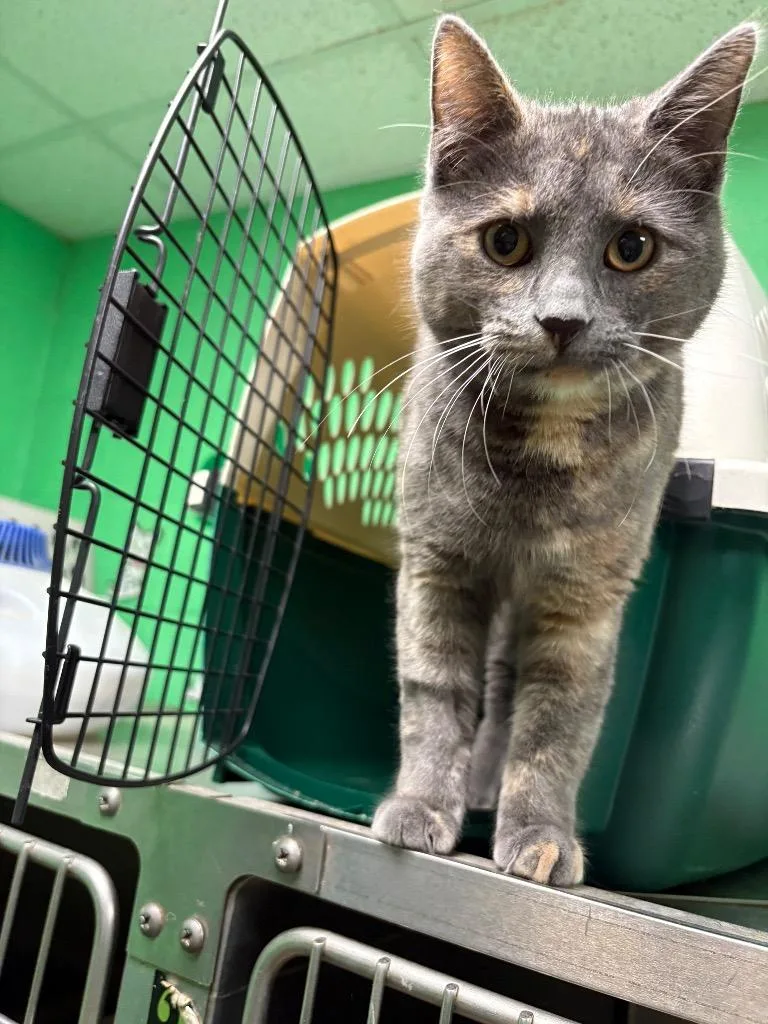 A young medium-sized female Domestic Short Hair cat named Turtle for adoption in Olean, NY