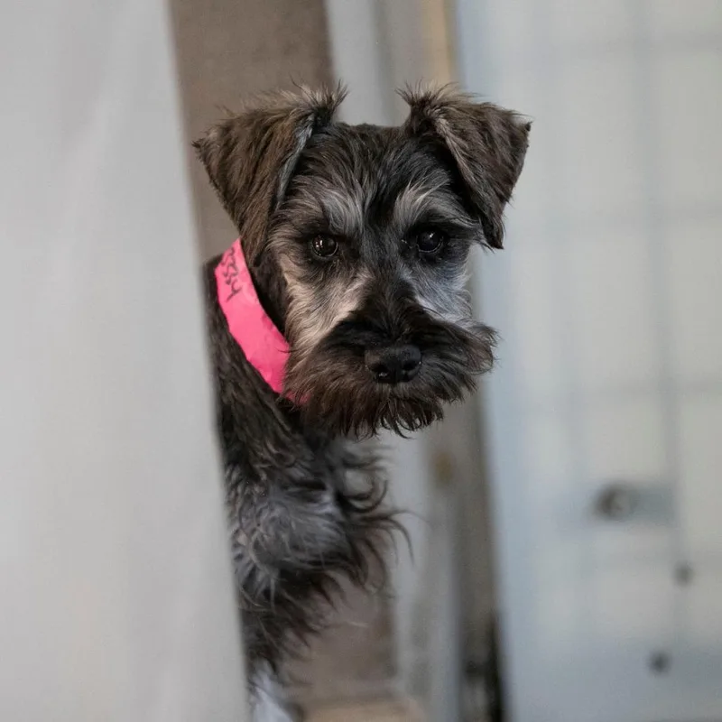 A baby small-sized female Black Miniature Schnauzer dog named Ava for adoption in Peyton, CO