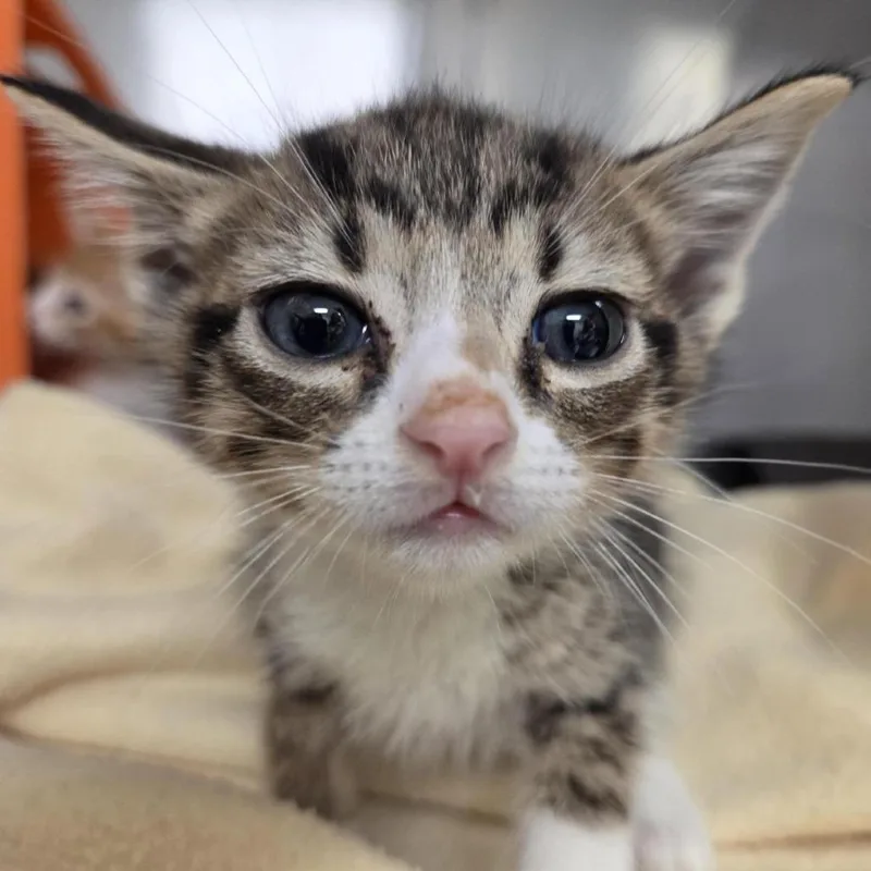 A baby small-sized male Brown / Chocolate Domestic Short Hair cat named Cove for adoption in Houston, TX