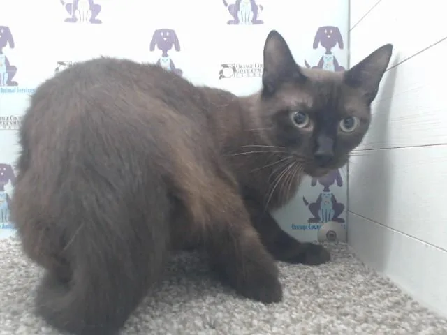 A young medium-sized male Domestic Short Hair cat named Jefferson for adoption in Orlando, FL