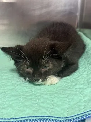 A baby small-sized male Domestic Short Hair cat named Burrito for adoption in Cincinnati, OH