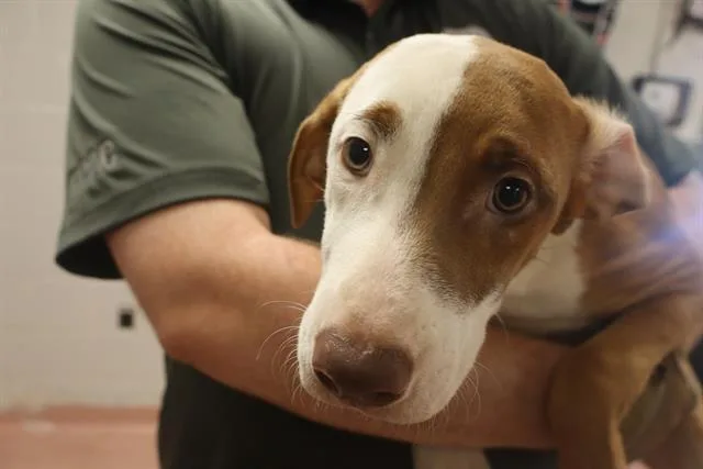 A baby small-sized male Mixed Breed dog named Oscar for adoption in Columbia, SC
