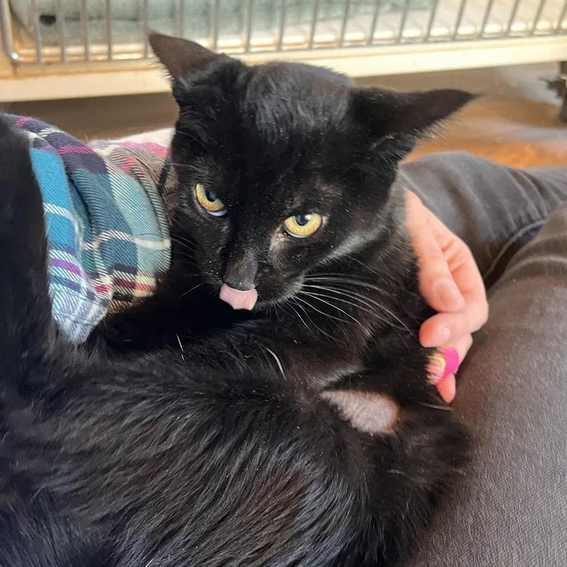 A baby small-sized female Black Domestic Short Hair cat named Old Spice for adoption in Salisbury, MA