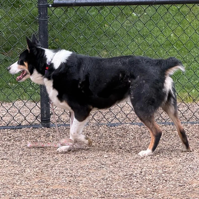 Kipper thumbnail 6