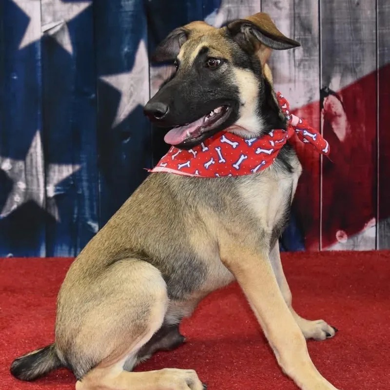 An adult medium-sized male Brown / Chocolate Shepherd dog named Brutus for adoption in Yuma, AZ