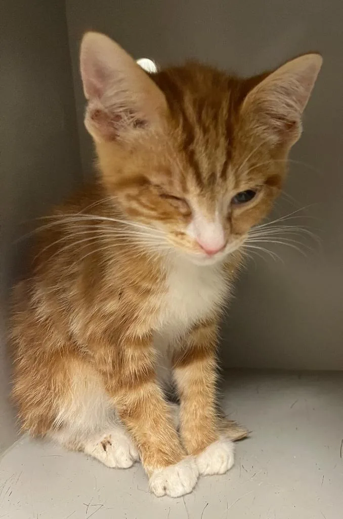 A baby small-sized female Domestic Short Hair cat named Lolla for adoption in Greenfield, IN