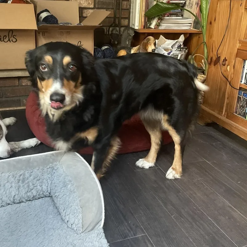 An adult small-sized female Black Australian Shepherd dog named Millie  Home To for adoption in South Elgin, IL
