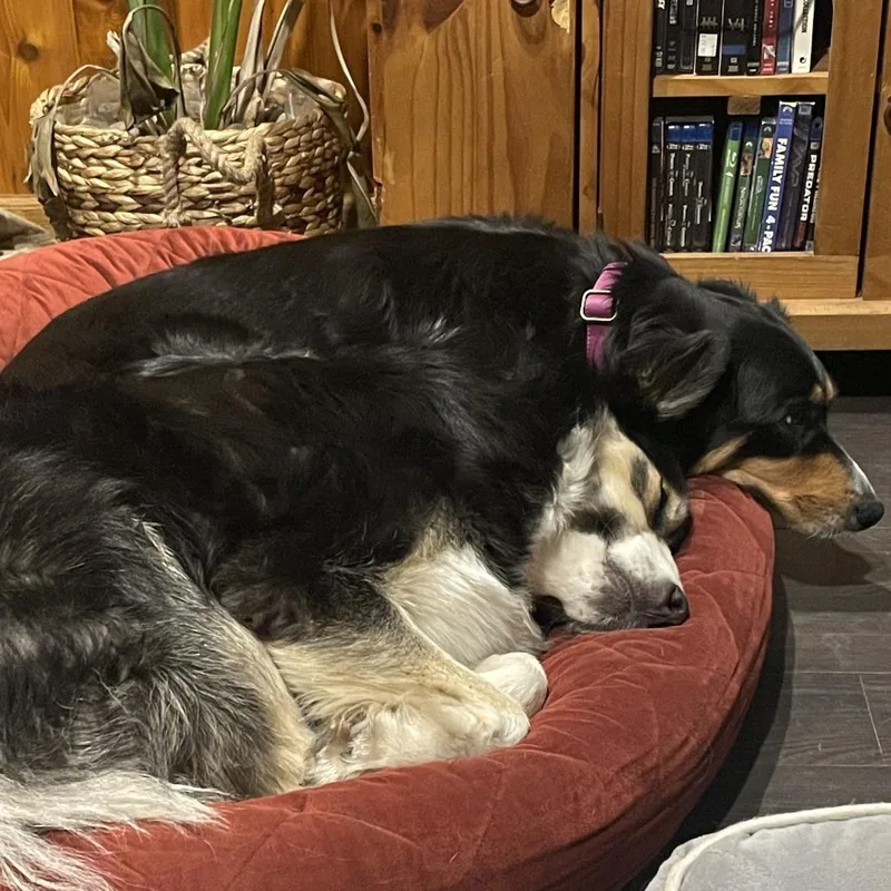 Millie  Home To thumbnail 2