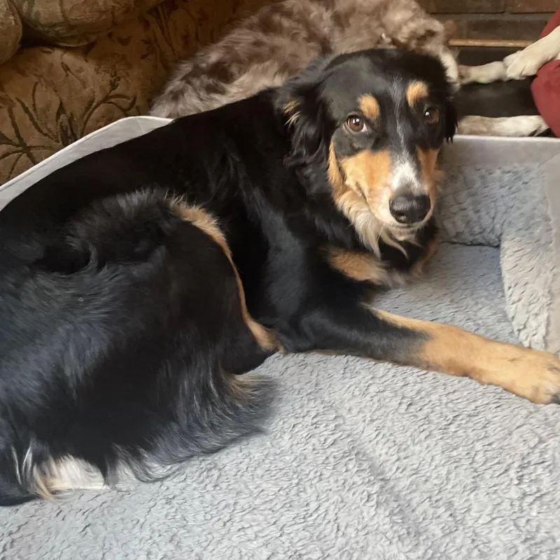 Millie  Home To thumbnail 4