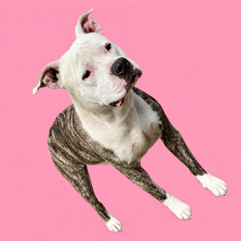 An adult large-sized female American Bulldog dog named Penelope for adoption in Wauchula, FL