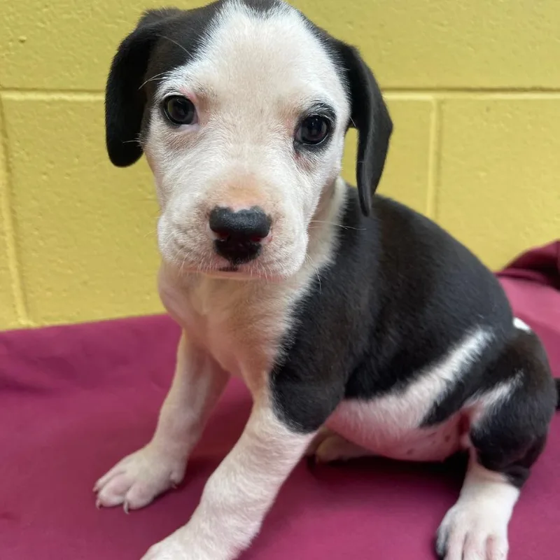 A baby small-sized female White / Cream Mixed Breed dog named Riff for adoption in Valley, AL