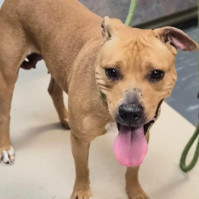 An adult medium-sized female Yellow / Tan / Blond / Fawn Pit Bull Terrier dog named Tina for adoption in Vineland, NJ